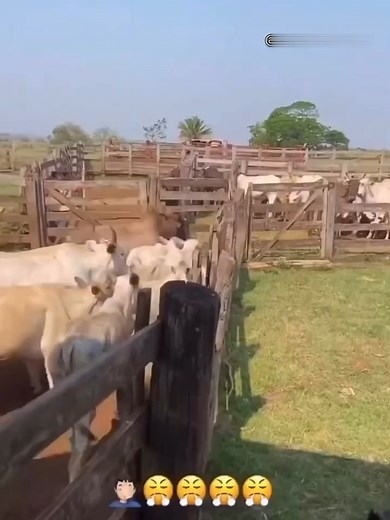 Gado Nelore: Secretos de uma Fazenda Sustentável