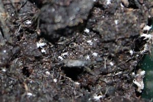 How To Get Rid of White or Red Mites in Soil | Identify and Fix