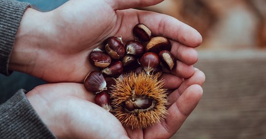 Chestnuts are a fall and winter favorite, and an RD tells us why you should be eating as many as you can