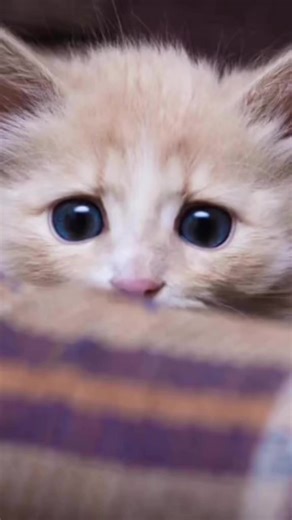 30K views · 225 reactions | “Alternative relationship” with a cat | Whang | Facebook