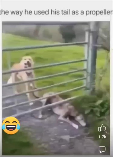 Funny Dog Flying with Propeller on TikTok