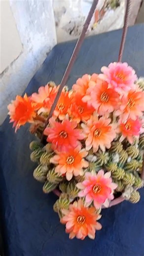 9.2K views · 653 reactions | Chamaelobivia Daniela | Vanina Cactucera | Facebook