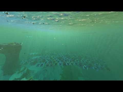 Making A Seamoth Every Day Until Subnautica 2: Day 942