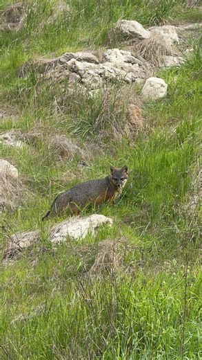 The Channel Islands are sometimes known as the Galapagos of North America because of how many unique plants and animals are native to the islands! . The island fox is one of those unique species! Once critically endangered, these fox have bounced back thanks to conservation efforts. | Abroad Reach Travel