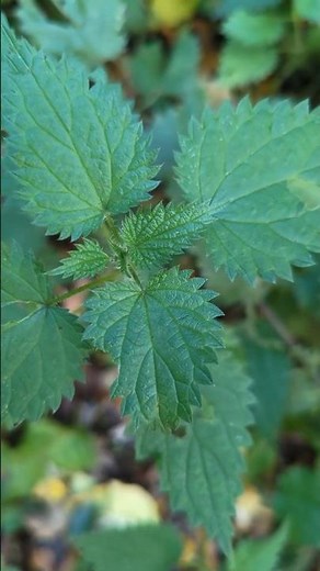 The Common Nettle, Urtica dioica #garden #nature #foraging