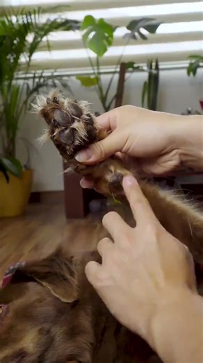 Nail trimming doesn't have to be a struggle—for you or your dog. Here's how to safely and easily trim your dog's nails using an electric grinder: • Start slow: Let your dog sniff and get used to the grinder's sound. • Use gentle pressure: Light, steady strokes work best. • Keep nails short: Grind little by little to avoid heat or discomfort. • Reward your pup: Treats and praise make grooming a positive experience. An electric grinder is quieter and less scary than clippers, plus it smooths edges