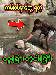 ခုပုံစံငါးကြီးကိုမြင်ဘူးကြလား, ကမ်းတင်လာတဲ့ ထူးဆန်းတဲ့ငါးကြီး ? 🐟🐡 He Found A Big Fish On The Shore, What Kind Of Fish Is That ? #fish #fishing #big #animal #reaction | Creative Vlogs