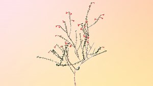 Scarlet calamint (Calamintha coccinea) - 3D model by Virtual UCF Arboretum (@VirtualUCFArboretum)