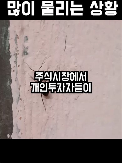 개미들이 가장 많이 물리는 상황 #돈버는법 #자산관리 #재태크