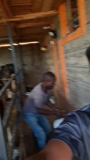 #kziggyfarm #cows #dairyfarming #trendingvideo