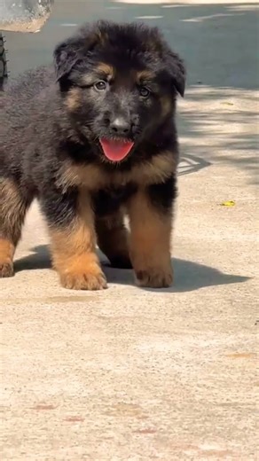German shepherd dog price in india call 🤙 for booking 8810623046 puppy price list india #germansheph