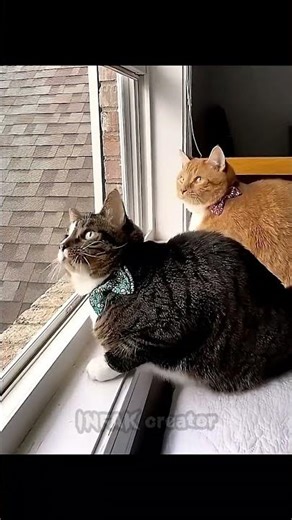 cats synchronised level #cat #catshorts