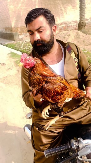 Zoraiz Khan Niazi (@shajiullahniazi)’s videos with original sound - ☞︎︎︎ Masoom&Bachi🤭 - 👑king👑