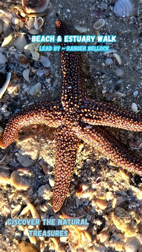 Programs We Love -Beach & Estuary Walk #flstateparks #loverskey #explore #beach #birds #seacritters | Lovers Key State Park- Park Site