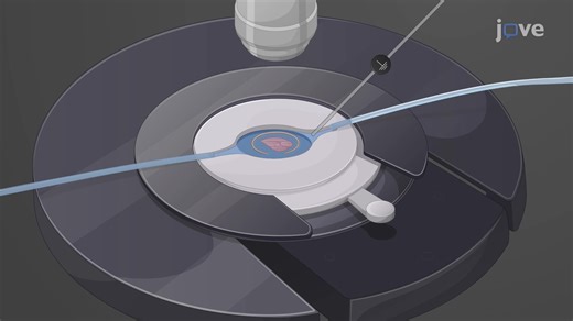 Video: Recording of Local Field Potential in Mouse Hippocampal-Entorhinal Cortex Slices - Experiment