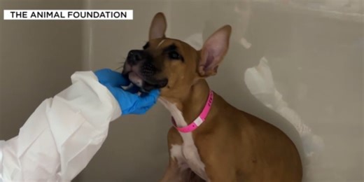 New parvo treatment is a game changer in fight to save sick dogs, Las Vegas shelter says