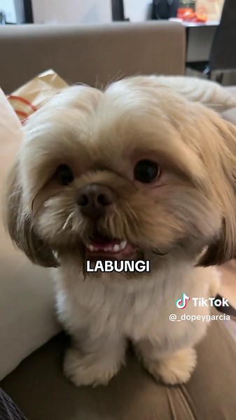 Labubu Song and Shih Tzu Puppy TikTok Videos