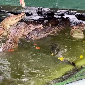 4.7K views · 86 reactions |  The Arkansas Alligator Farm and...