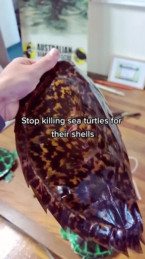 you don't need a turtle/tortoise shell comb 😑 #marinescience #marinebiology #straya #fyp #trending #viral #animalcruelty #seaturtle #vegan #idiots