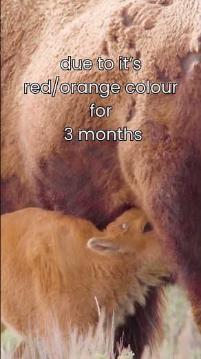 Baby Bison Has a Secret Name #wildlife #animals