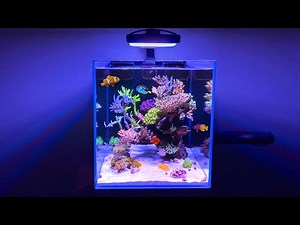 My *DREAM* SALTWATER AQUARIUM!!