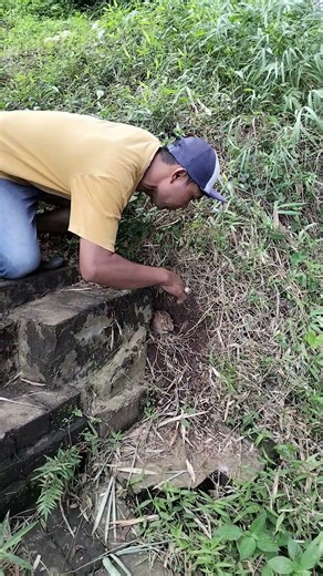 catch quail in the hole #vidioshort #nature #animal