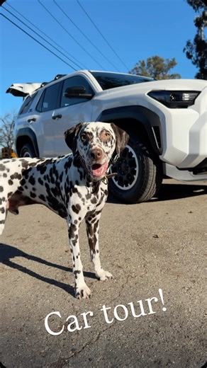 Henry | HUA Dalmatian on Instagram: "Would you get a 4Runner? Absolutely loving ours so far!! @toyotausa #toyota4runner #dogsofinstagram #dalmatiansofinstagram #cartour"