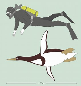 PHOTO: Ancient penguin was as big as a human