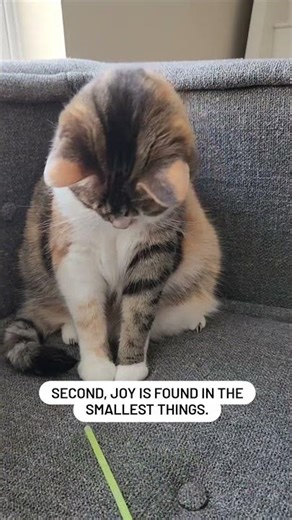 What has your cat taught you? 🤔 audio: primepethealth #cat #lifelessons #catsofyoutube #catfacts