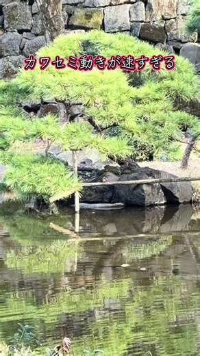 #カワセミ#松#日比谷#kingfisher #fast