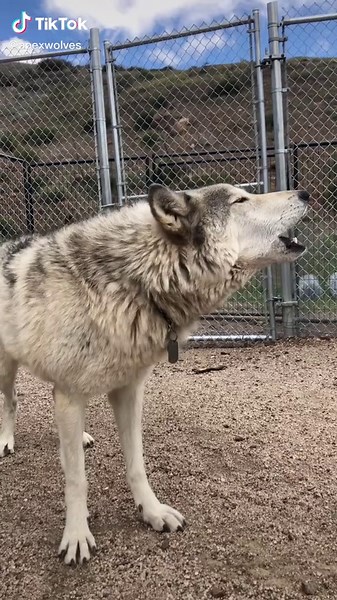 Morning Awo0o0o0o0os from Kona & the Apex pack! #wolves #wolf #howl #notapet #wolfsanctuary #awoo #foryou