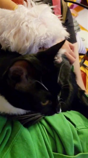 A Lap Full of Love 💚🐱🐶