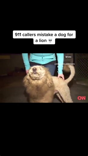 911 Callers Mistake Dog for Lion