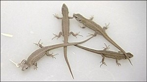 Hundreds of sand lizards released