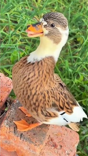 Duck Animal Sound | Cute Quacking Duck Voice #shorts