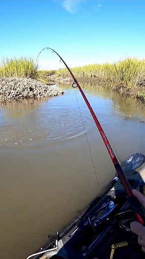 11K views · 181 reactions | Using a 4in Gulp Shrimp in New Penny color! #reels #fishing #saltwaterfishing #beaufortsc #redfish #catchandrelease #kayaking | Beaufort SC Fishing | Facebook