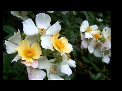 NANA MOUSKOURI The White Rose Of Athens