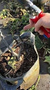 Making Fig Trees Healthier With Pruning #fig #figtree #figboss #gardeningtips #fruittrees