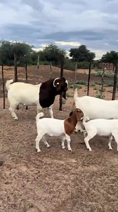 90K views · 2K reactions | This is what true Boer excellence looks...