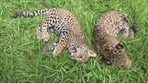 99K views · 2.4K reactions | Two rare jaguar cubs were born recently in a Mexican animal reserve. The cub's parents were rescued from local hunters by environmental authorities. | CBC News | Facebook