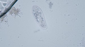 Premium stock video - Paramecium large magnification inside organelle movement bright field microscopical view
