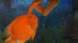 2.9K views · 22 reactions | Petting a blood parrot cichlid © Bon Shaw | For The Love of Fish | Facebook