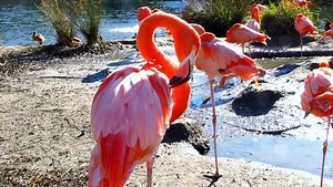Science finally discovered why flamingos stand on one leg