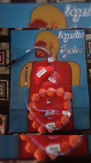 science working model | digestive system |