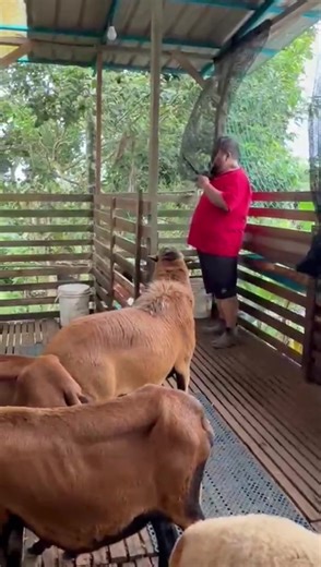 The Art of Goat Farming: Tips and Techniques