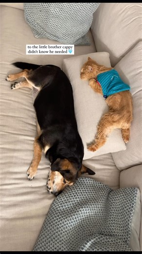 70K views · 2.2K reactions | The story of Cappy & Hadley and how they...