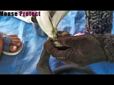 How to Remove Ticks from Your Dog Safely