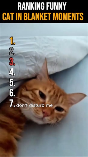 Ranking the funniest Cat in blanket moments #shorts
