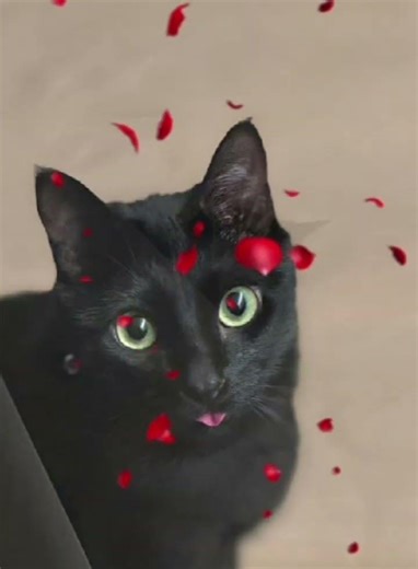 Suga with Tang – Pure Soft Moments 💕Min Yoongi and His Baby Tang subscribe please#MinYoongi#Tang🐈‍⬛