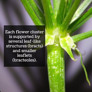 1.1K views · 78 reactions | This plant is POISONOUS - How to identify Poison Hemlock (Conium maculatum) I reserve a significant amount of my work, (95%) exclusively for my newsletter community. My free Eatweeds Newsletter is a masterclass in foraging, whether you are just starting out or a seasoned pro. By joining, you get access to my exclusive content that is only available to subscribers. Sign up today at https://www.eatweeds.co.uk/byp | Robin Harford | Facebook